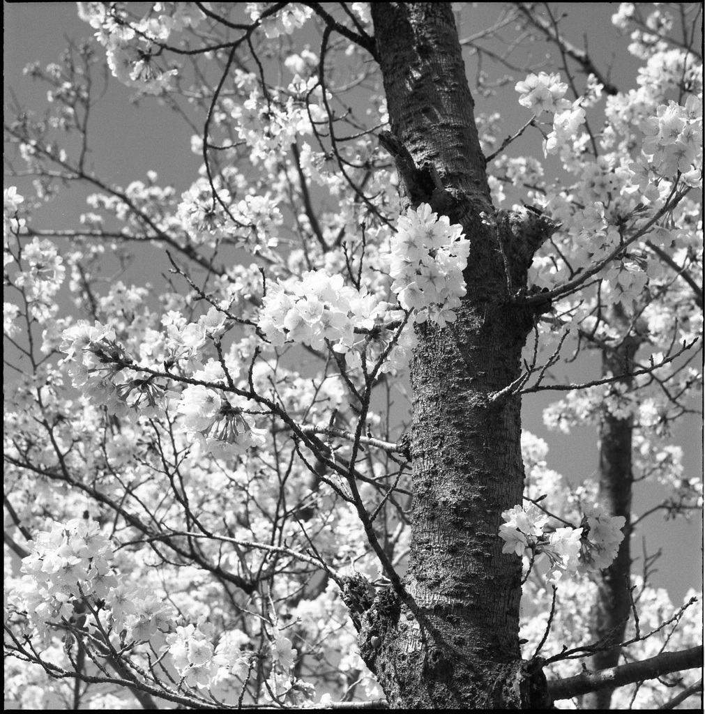 やっとの桜１
