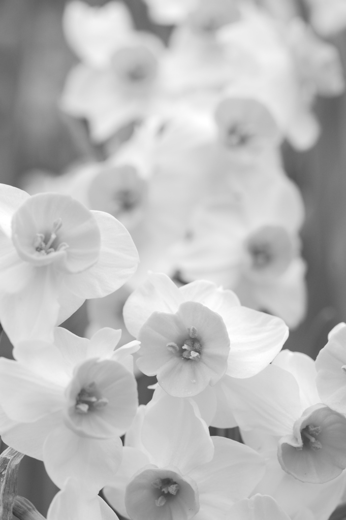 タムキューで水仙