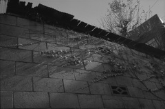 斜陽