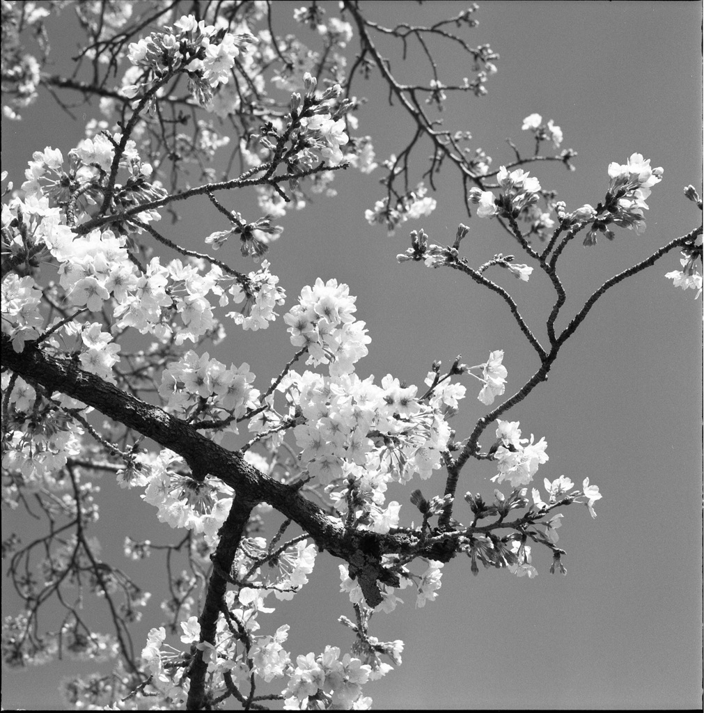 やっとの桜２