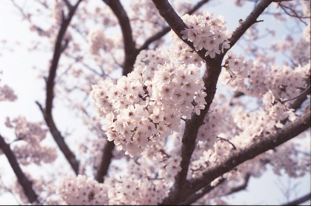 桜１