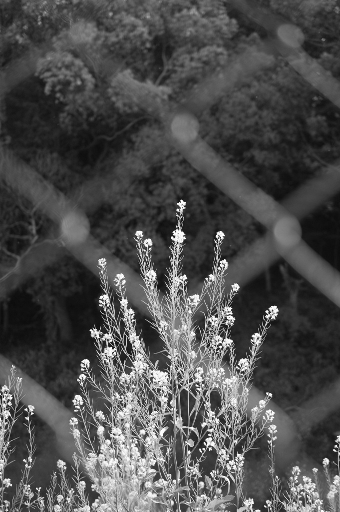 菜の花