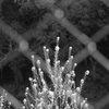 菜の花