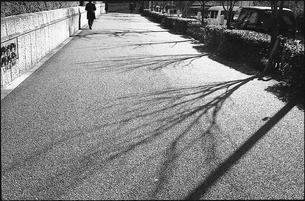 街路樹