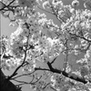 桜モノクローム８