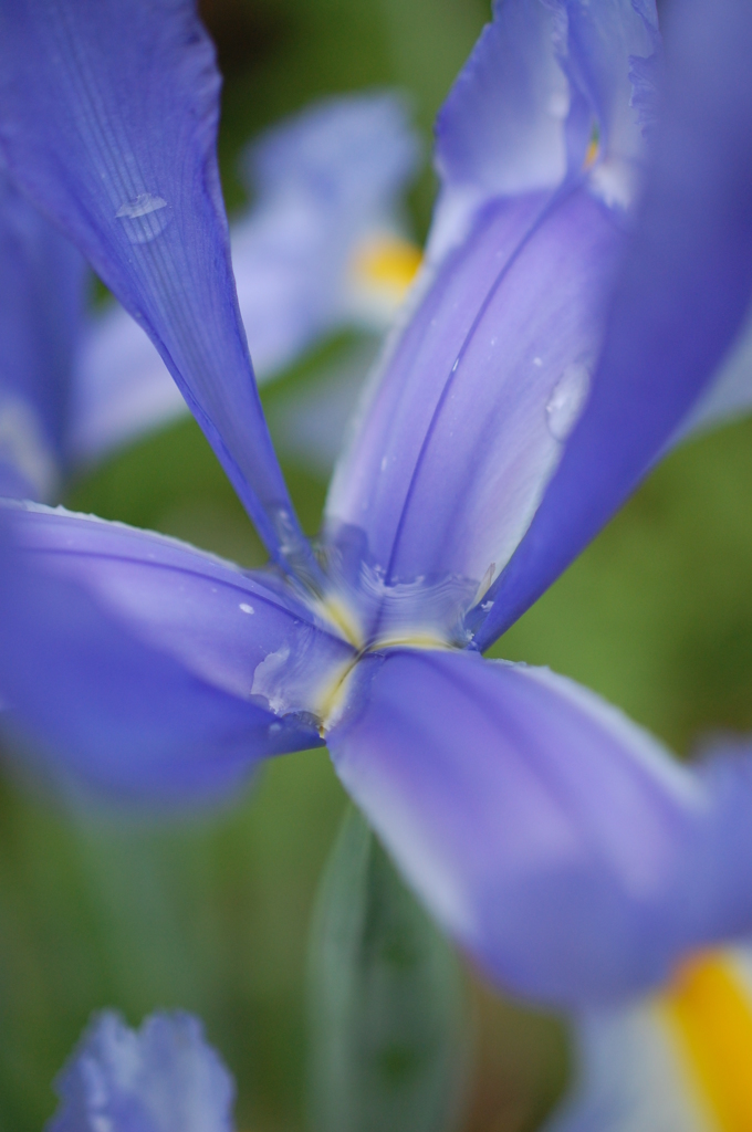 雨あがり　〜菖蒲