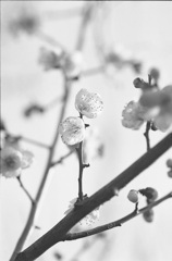 梅の花３