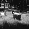 夏の午後