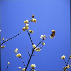 蝋梅３
