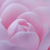 春色