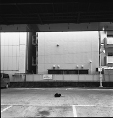 センター黒猫