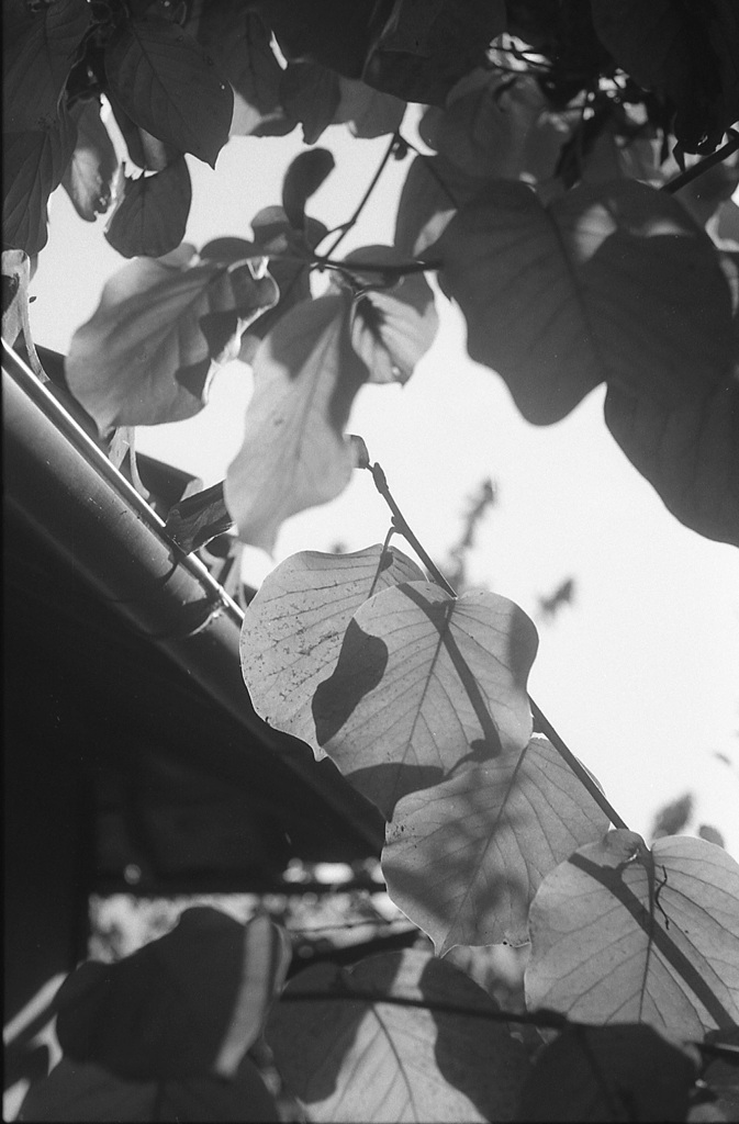 leaves