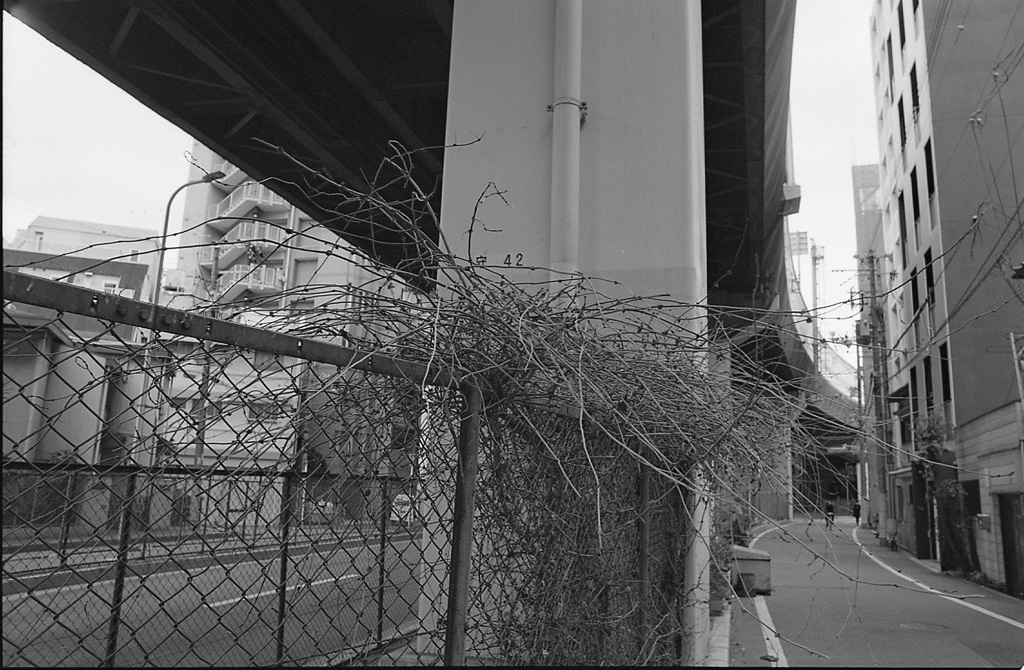 高架下のモジャ