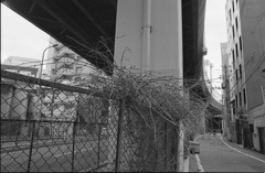 高架下のモジャ