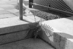 自然のちから
