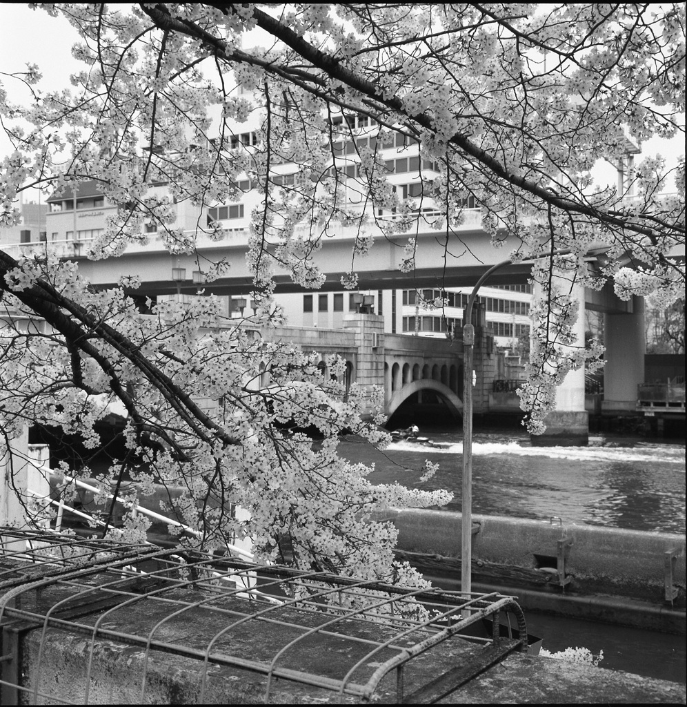 桜