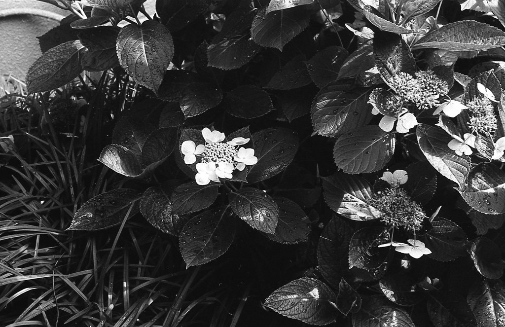 紫陽花