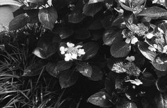 紫陽花