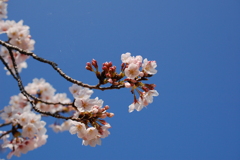 桜１