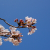 桜１