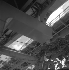 ひょっこり葉ん