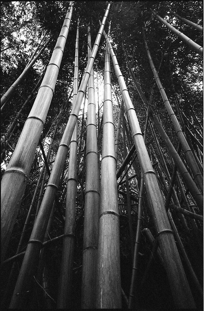 Bamboo