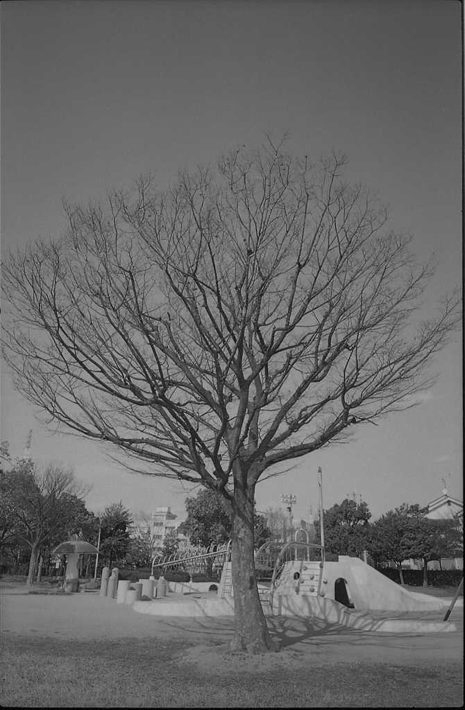 ＴＲＥＥ