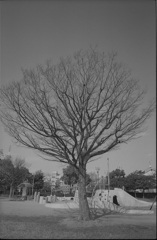 ＴＲＥＥ