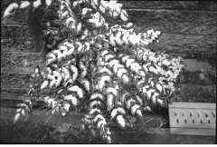 雪の降った朝３