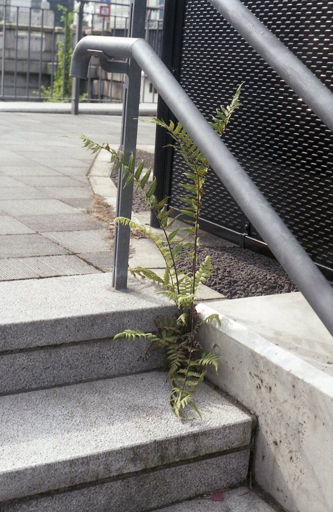 続・自然のちから