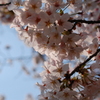 桜４