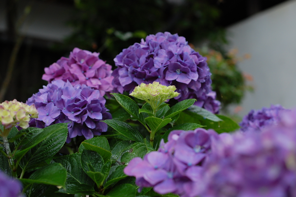 デジタルであじさい２