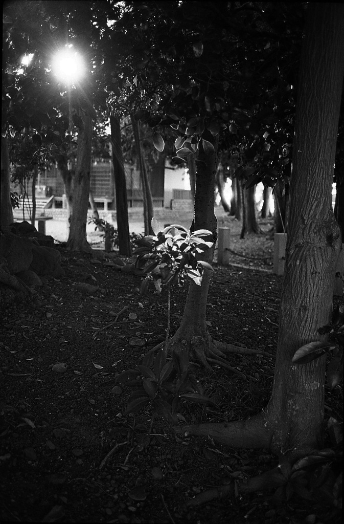 スポットライト