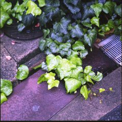 雨あがり