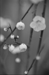 梅の花１