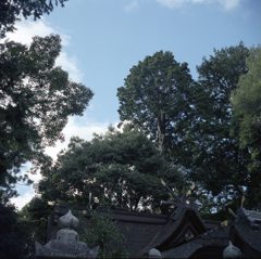 散歩の途中～神社の杜
