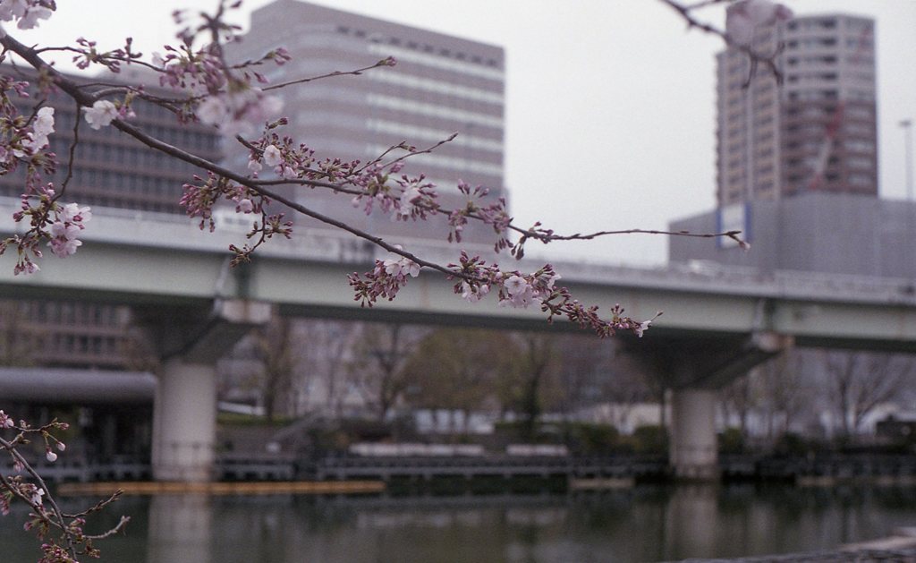 中之島の桜４