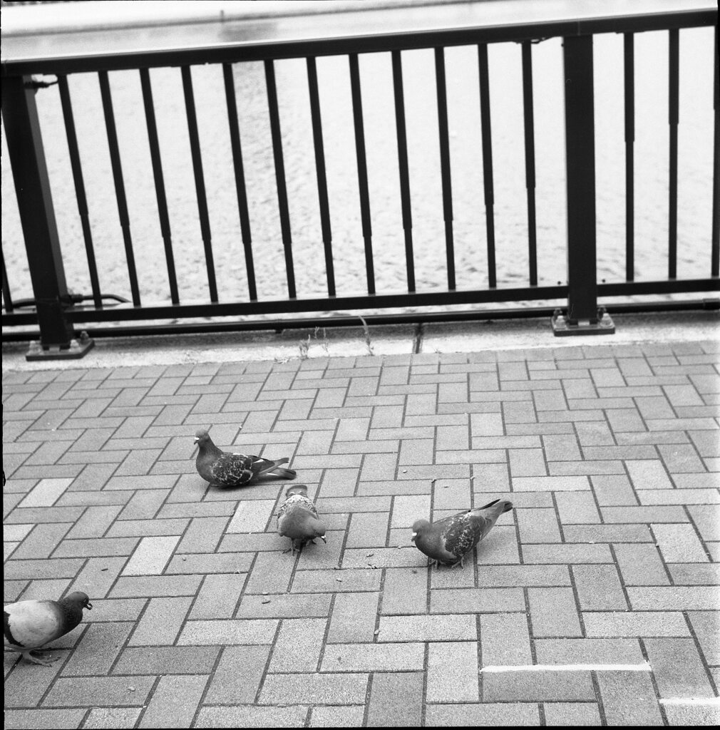 鳩