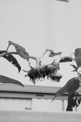 うなだれ向日葵