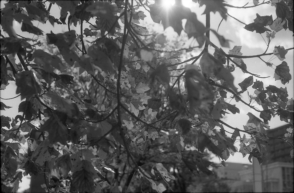 yellow leaves