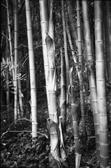 young bamboo