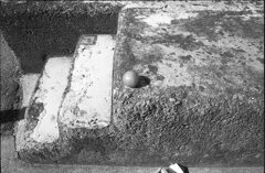 階段上のトマト