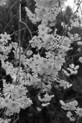 しだれ桜