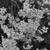 しだれ桜