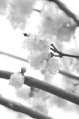 蝋梅１