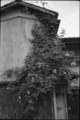 ジャングルハウス１