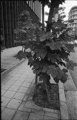 leaves