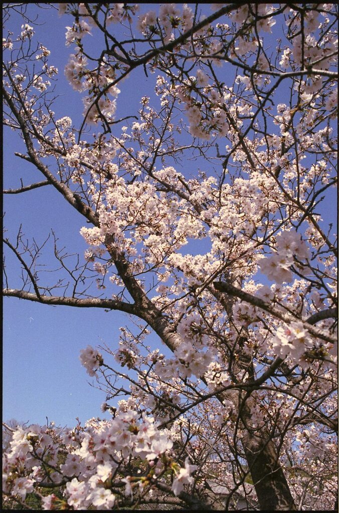 さくらカラー（フィルムは富士ですが）３