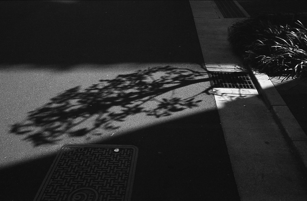 街路樹