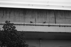 鳩